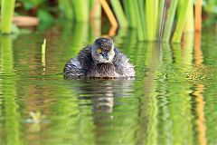 Least Grebe