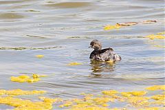 Least Grebe