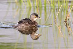 Least Grebe