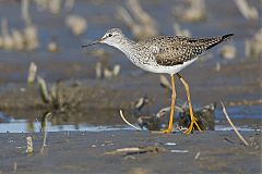 Lesser Yellowlegs