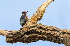 Lewis's Woodpecker