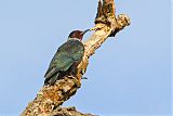 Lewis's Woodpecker