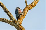 Lewis's Woodpecker