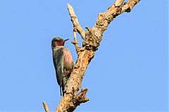 Lewis's Woodpecker