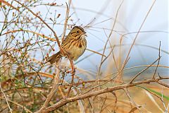 Lincoln's Sparrow