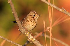 Lincoln's Sparrow