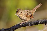 Lincoln's Sparrow