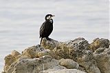 Little Pied Cormorant