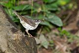 Louisiana Waterthrush