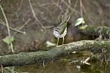 Louisiana Waterthrush