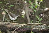 Louisiana Waterthrush