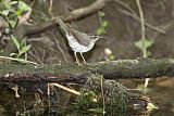 Louisiana Waterthrush