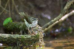 Louisiana Waterthrush