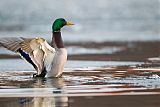 Mallard