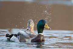 Mallard