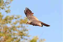 Mississippi Kite