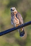 Mississippi Kite