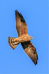 Mississippi Kite