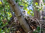 Mississippi Kite