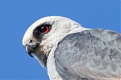 Mississippi Kite