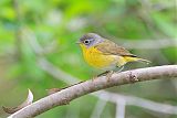 Nashville Warbler