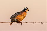 Northern Bobwhiteborder=