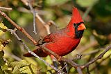 Northern Cardinal