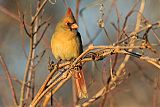 Northern Cardinal