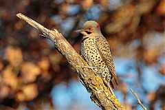 Northern Flicker