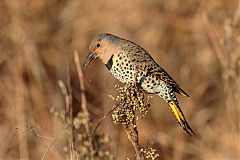 Northern Flicker