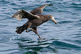 Northern Giant-Petrelborder=