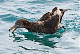 Northern Giant-Petrel