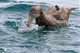 Northern Giant-Petrel