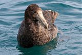 Northern Giant-Petrel