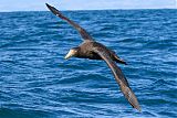 Northern Giant-Petrelborder=