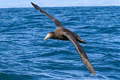 Northern Giant-Petrel