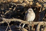 Northern Mockingbirdborder=