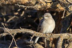 Northern Mockingbird