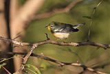 Northern Parula