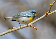 Northern Parula