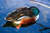 Northern Shoveler