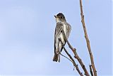 Olive-sided Flycatcher