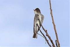 Olive-sided Flycatcher