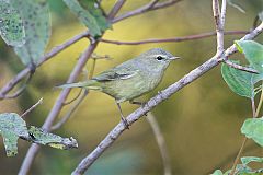 Orange-crowned Warbler