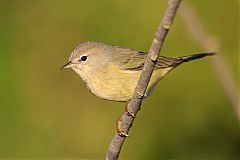 Orange-crowned Warbler