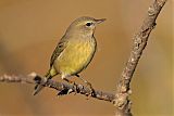 Orange-crowned Warbler