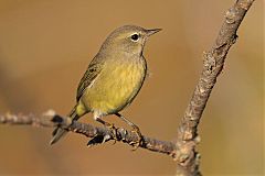 Orange-crowned Warbler