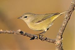 Orange-crowned Warbler