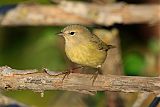 Orange-crowned Warbler