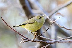 Orange-crowned Warbler